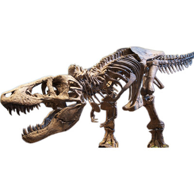 Tyrannosaurus Rex T-rex squelette carton debout