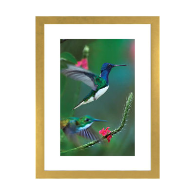 " White Necked Jacobin And Golden Tailed Sapphire " by Tim Fitzharris