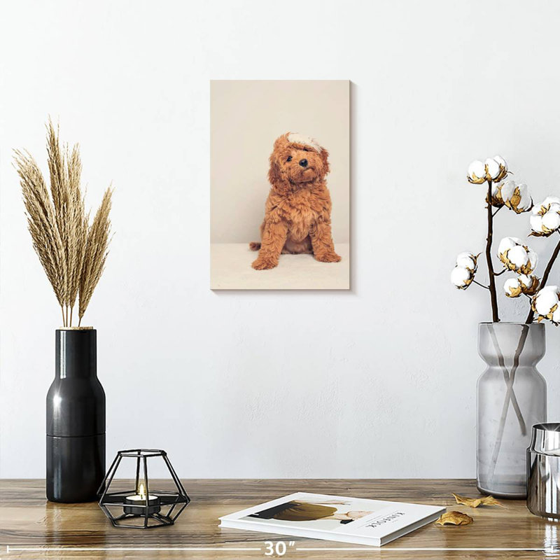 Cockapoo Puppy