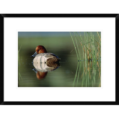 " Redhead Duck Male With Reflection Near Reeds, Washington "