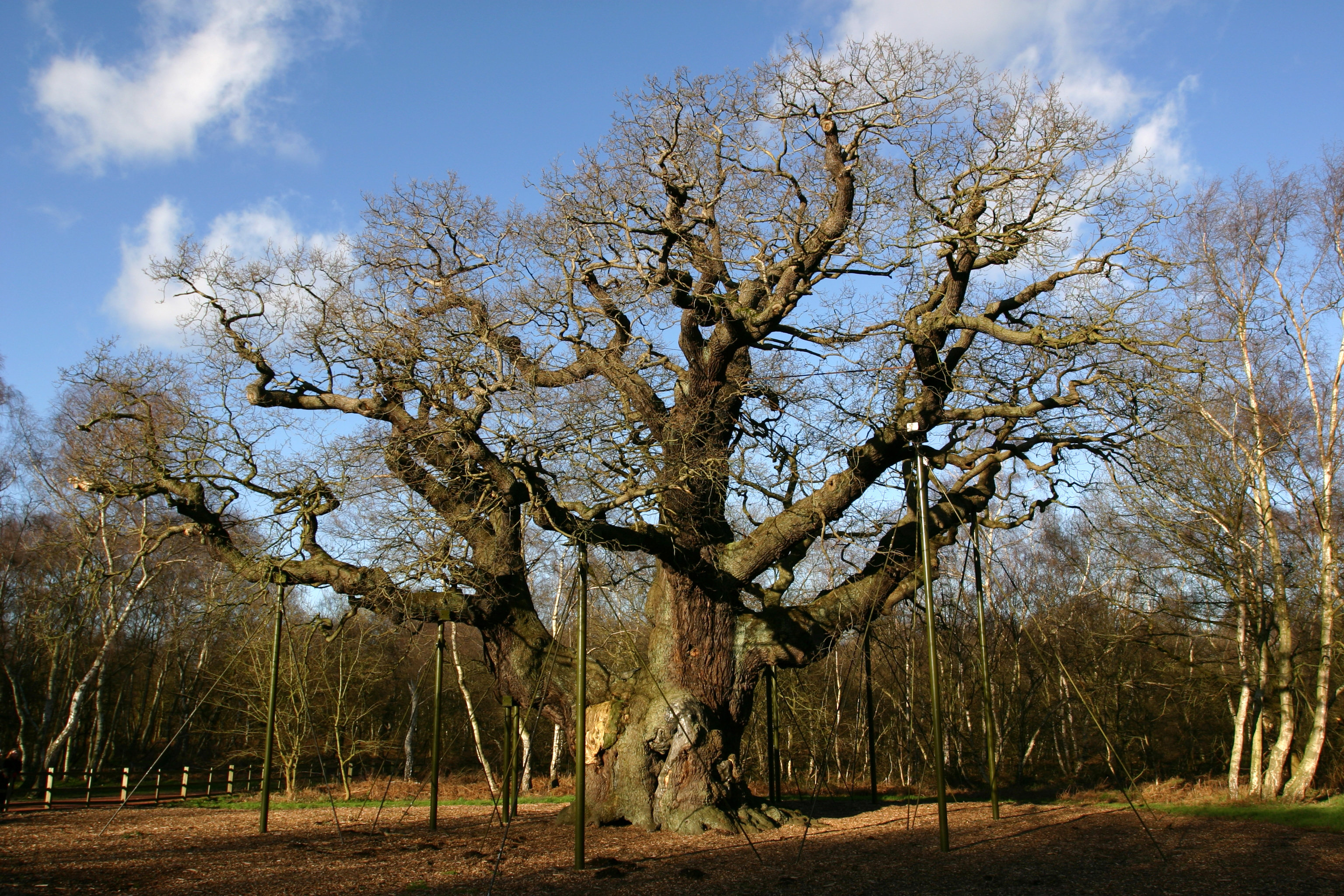 Alpen Home The Major Oak Tree by Mikeuk - No Frame Art Prints on Canvas ...