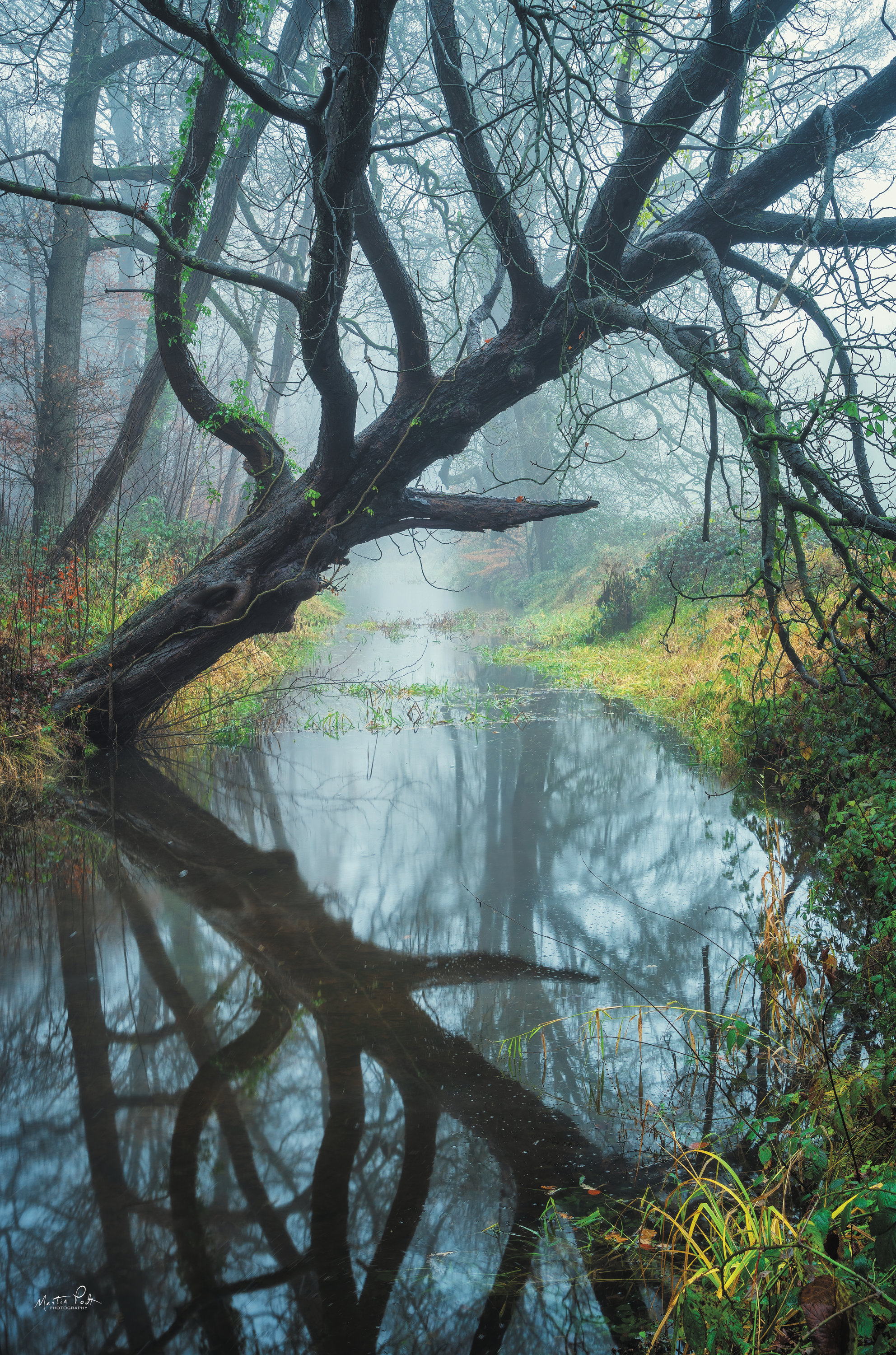 Millwood Pines Tree Magic On Canvas by Martin Podt Print | Wayfair