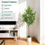 180cm Plant