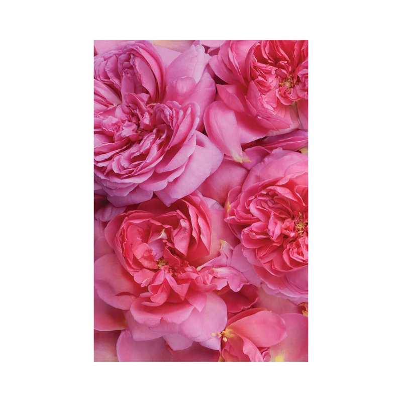 «Pink English Rose Petals» par Alyson Fennell, impression sur toile tendue, H 26 po x l 18 po x 1,5 po