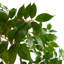 Toona Siensis Arrangement in Pot
