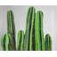 Bougies de cactus - imprimé floral encadré mat pour la décoration-1299130662-1299130663
