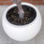 250Cm XXL Artificial Olive Tree With Decorative Planter-127680964