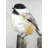 Coal Tit Bird Print On Canvas