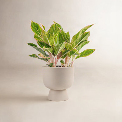 Costa Farms Siam Aurora Aglaonema Plant