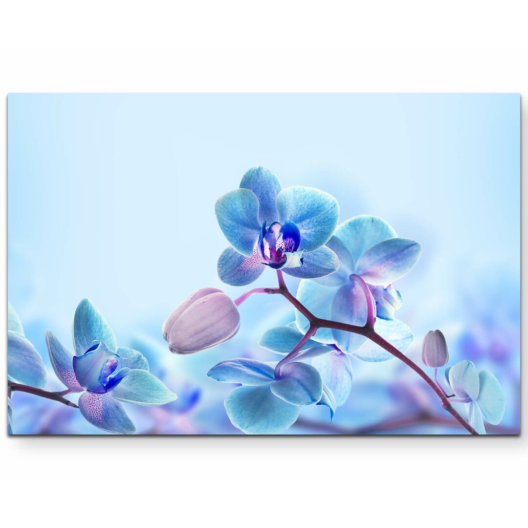 Leinwandbild Nahaufnahme einer Blaue Orchidee