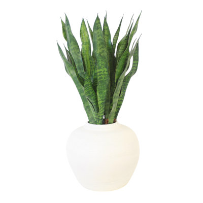 Sanserveria in White Stoneware Planter