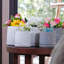 Pot de fleurs-370583095
