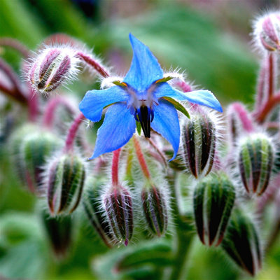 Crysten " Borage "