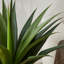 Fausse plante d'agave en pot Amee H 39,25 po