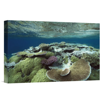 " Great Barrier Reef Near Port Douglas, Queensland, Australia "