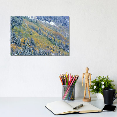 Aspen And Spruce Trees Dusted With Snow, Rocky Mountain National Park, Colorado by Tim Fitzharris - Wrapped Canvas Print