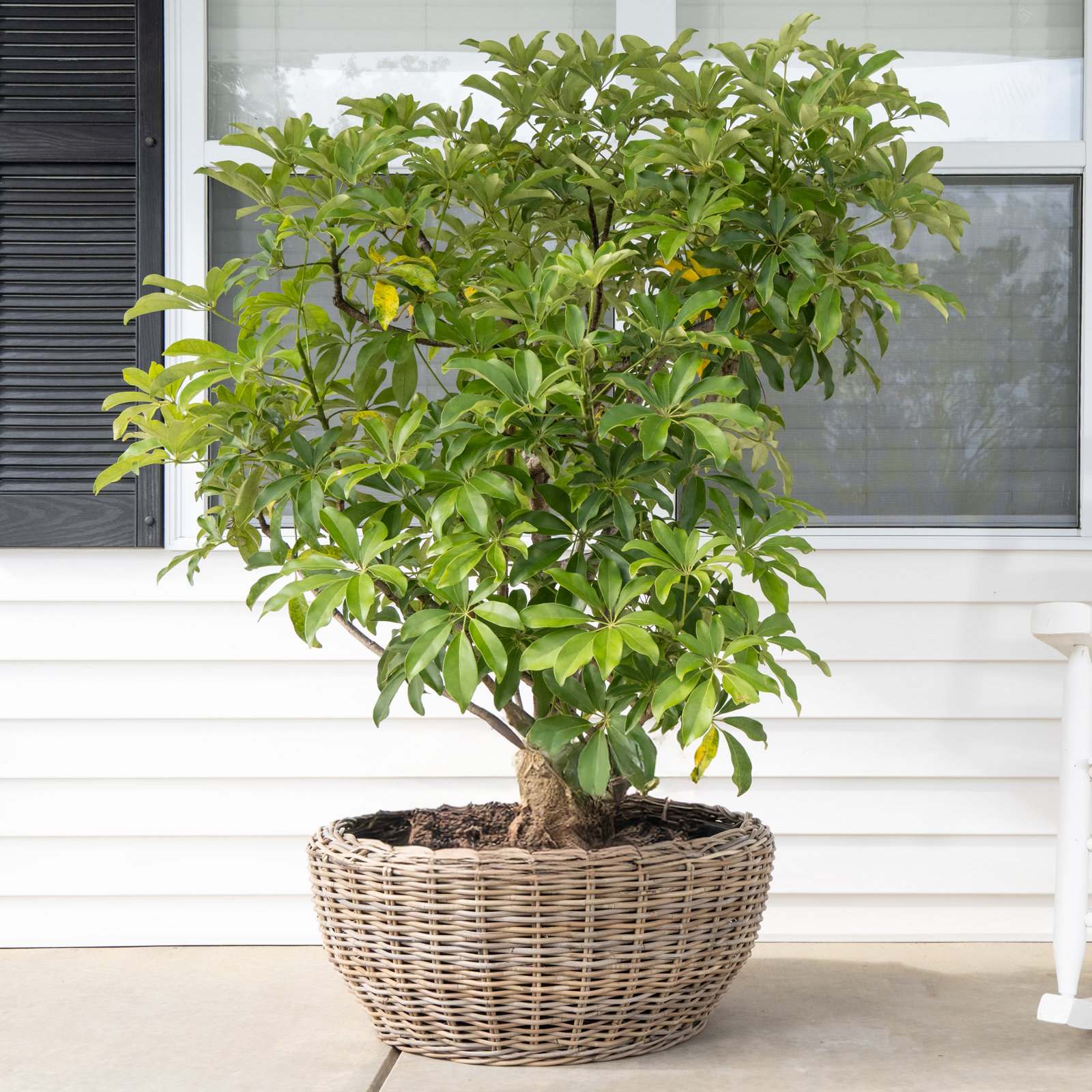 Haverly 29" Pot Planter