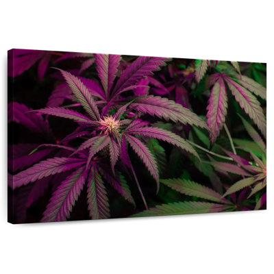 Lavande, marijuana