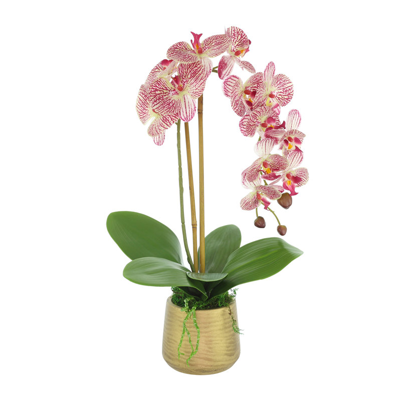 Orchidée rose disposée dans un pot en fibre de pierre dorée