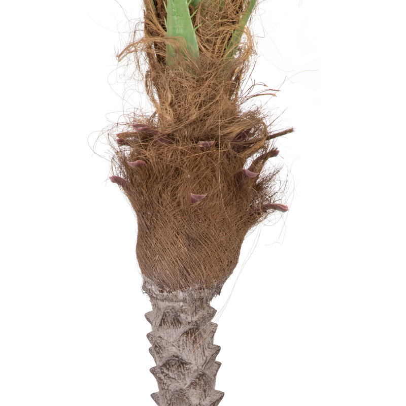 7.25' Green and Brown Potted Artificial Phoenix Palm Tree