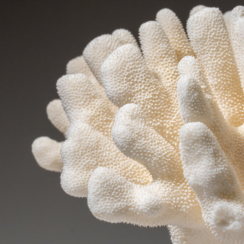 Genuine White Cat's Paw Coral (5.5 Lbs)