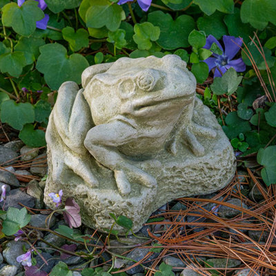 Grenouille des bois