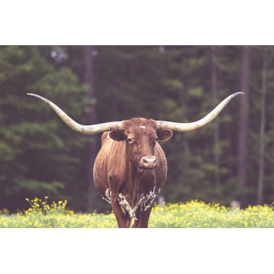 Longhorn Flowers by Nathan Larson