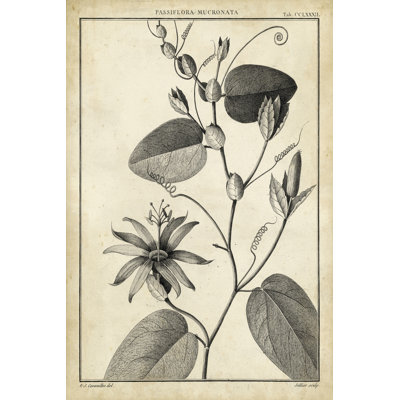 Passiflora VI by Sellier - Wrapped Canvas Print