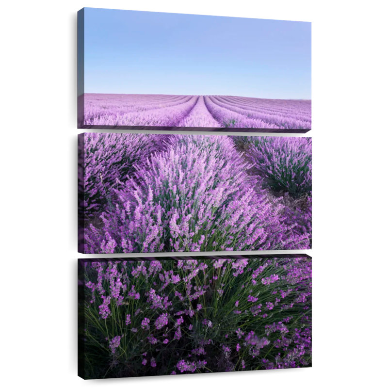 Lavande française Alvord Provence