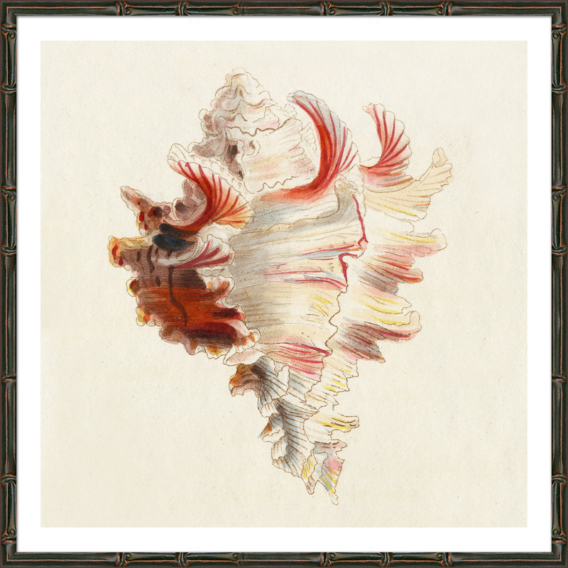 «Conch Shell», reproduction encadrée