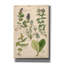 «Scrophularineae» par Art Licensing Studio, art mural sur toile