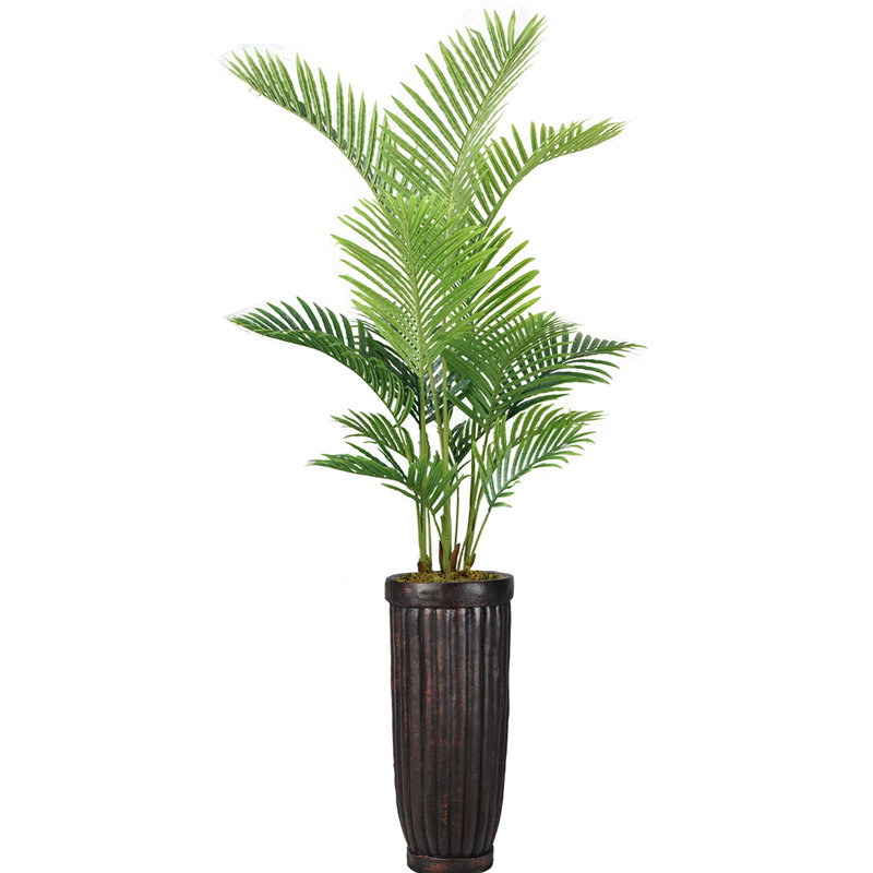 Panama en pot