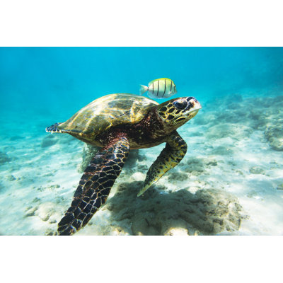La tortue imbriquée par Danilov