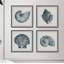 Coquillages gris - ensemble de 4 reproductions de photos-30011361