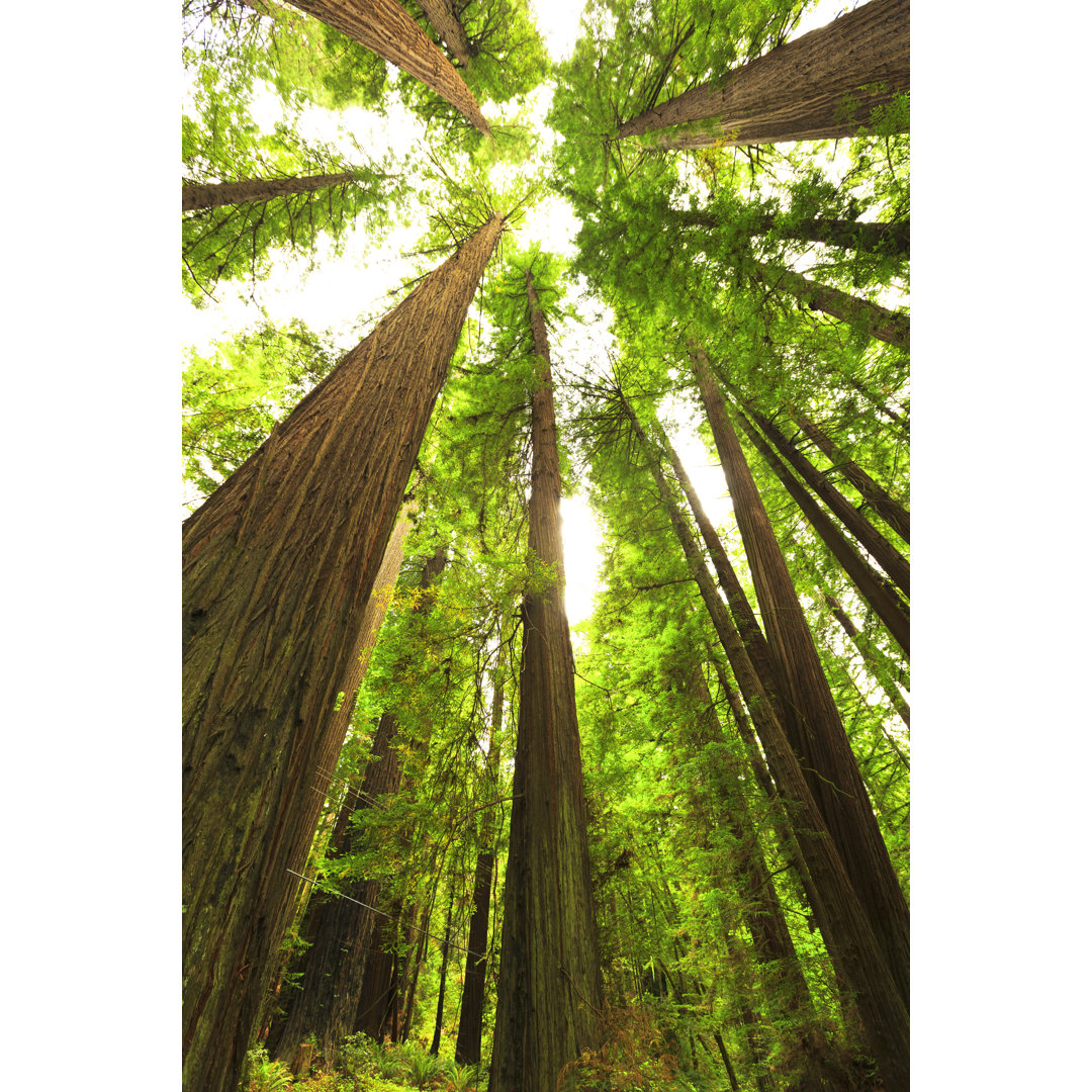 Redwood National Park von Pawel Gaul - Kunstdrucke auf Leinwand ohne Rahmen