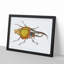 Hercules Beetle by George Shaw - Framed Print-55641727-55641731