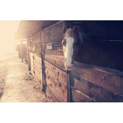 Cheval faisant face à l'écurie