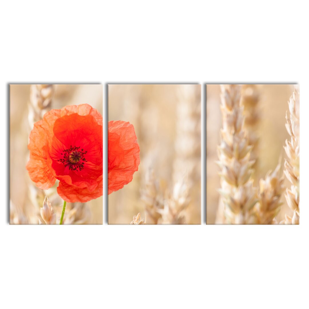 3-tlg. Leinwandbilder-Set Poppy in a Corn Field