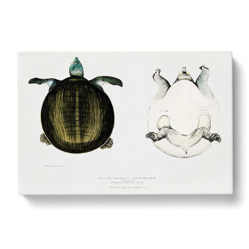 Javan Trionyx Turtle by John Edward Gray - Wrapped Canvas Painting, 35cm H x 50cm W x 3cm D