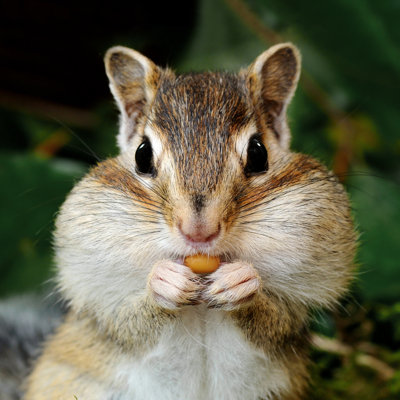 Chipmunk In Forest - Wrapped Canvas Print