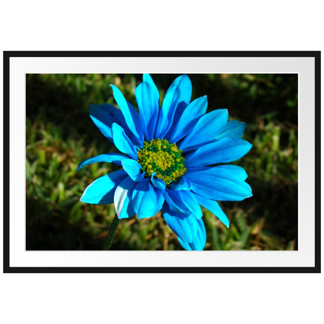 Gerahmtes Poster Schöne blaue Blüte