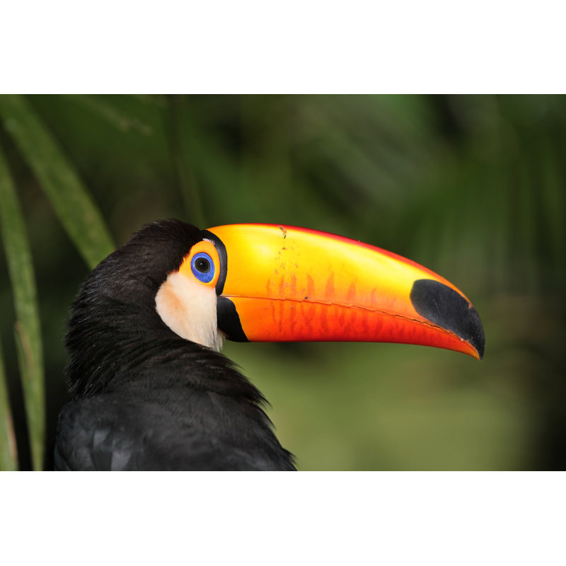 "Tucan" par Dlume - Photographie sur toile tendue, L 12 po x H 8 po