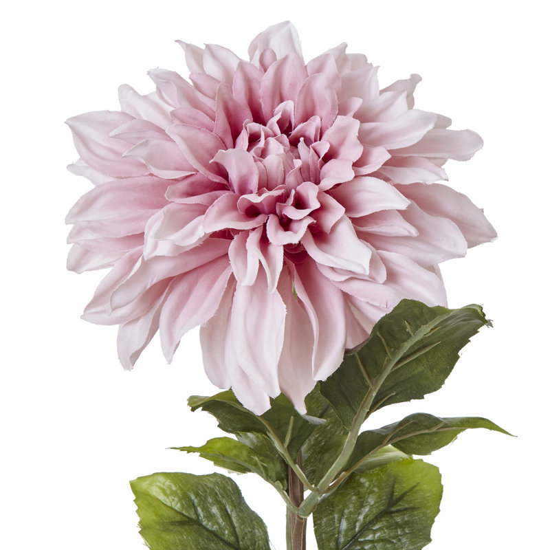 Anastasija Arrangement