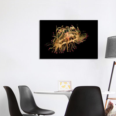 Flower Hat Jelly, Native To Brazil, Argentina And Japan by Hiroya Minakuchi - Wrapped Canvas Print