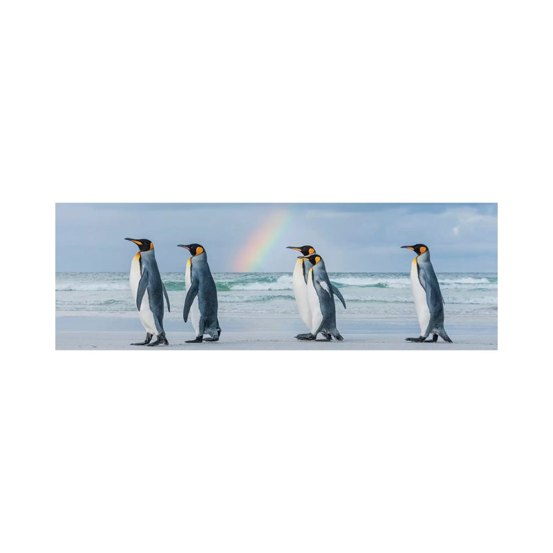 King Penguins On Beach Under Rainbow, Volunteer Beach, East Falkland Island, Falkland Islands II by Tui De Roy - Wrapped Canvas Panoramic Print