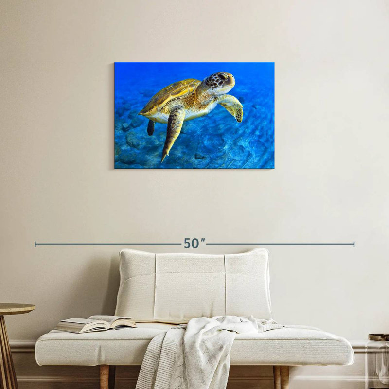 Brampt Sea Turtle Explorer, 20" H x 30" W