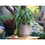 Pot de fleurs moderne de style mi-moderne avec soucoupe amovible, petit pot en grès - Intérieur-34376804