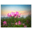«Blooming Lotus Flowers at Sunset», photographie-26669334-35125729
