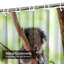 Rideau de douche Sleeping Koala Tree-1091063103