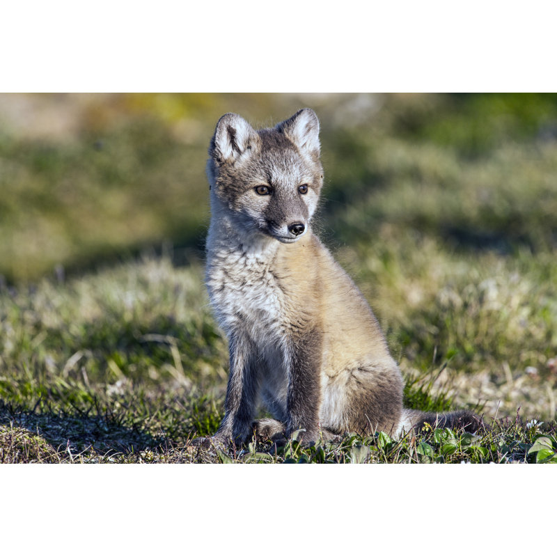 Arctic Fox by Drferry - Wrapped Canvas Print, 30cm H x 46cm W